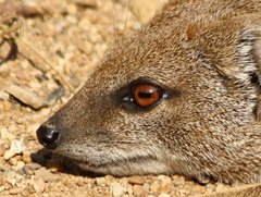 Meercat