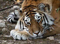 Siberian tiger