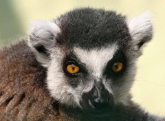Lemur