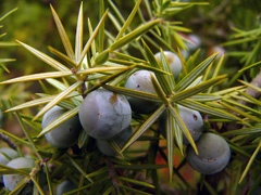 Berries