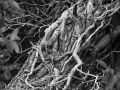 Old growth
