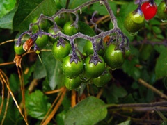 More berries