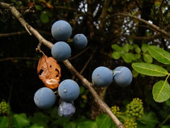 Yet more berries