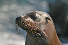 sea lion