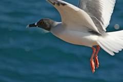 swallow-tailed gull