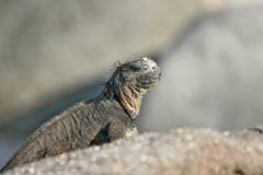 marine iguana