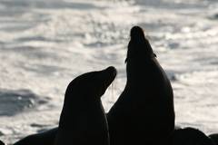 sea lions