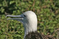  frigatebird