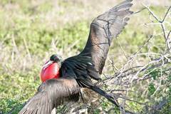 male frigatebird