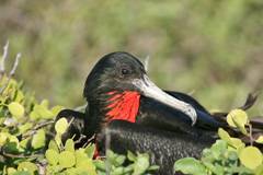 male frigatebird