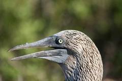 blue-footed booby