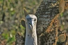 blue-footed booby