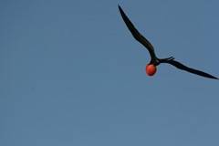 male frigatebird