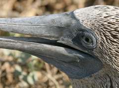 blue-footed booby