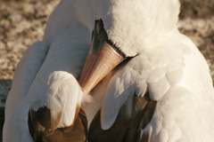 masked booby