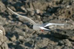 swallow-tailed gull