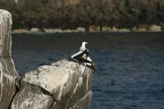 masked booby