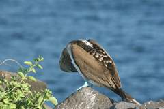 blue-footed booby