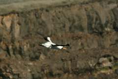 masked booby