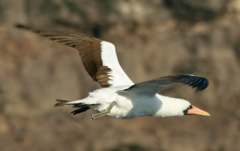 masked booby