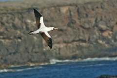 masked booby