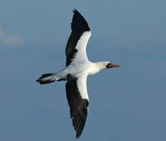 masked booby