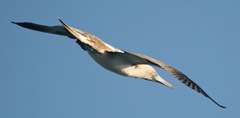 blue-footed booby