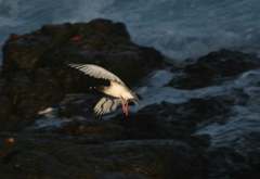 swallow-tailed gull