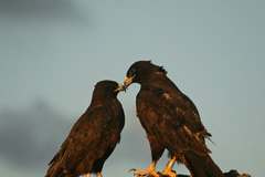 Galapagos hawks