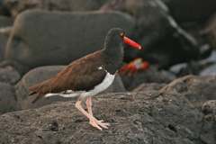 oystercatcher