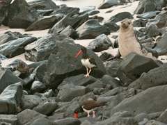 oystercatchers, marine iguana and sea lion