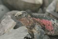 marine iguana