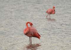 flamingoes