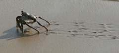 immature Sally lightfoot crab