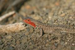 lava lizard