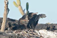 flightless cormorants