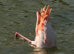 flamingo