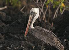 brown pelican