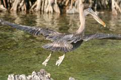 brown pelican