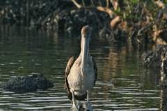 brown pelican