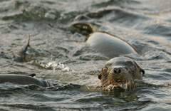 sea lion pups