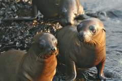 sea lion pups