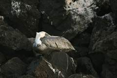 brown pelican