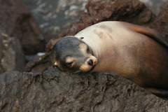 sea lion pup