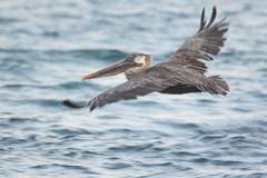 brown pelican