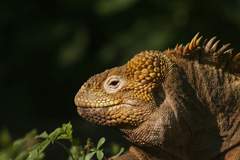 land iguana