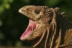 land iguana