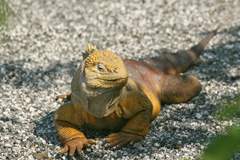 land iguana