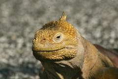 land iguana