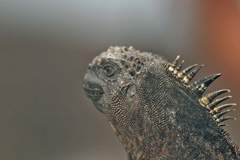 marine iguana